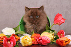sitting Highlander kitten