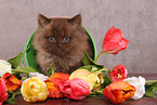 sitting Highlander kitten