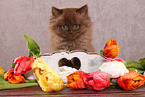 sitting Highlander kitten