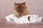 sitting Highlander kitten