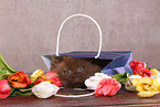 lying Highlander kitten