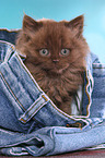 Highlander kitten portrait