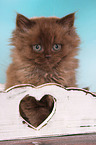 sitting Highlander kitten