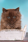 sitting Highlander kitten