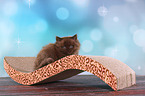 lying Highlander kitten