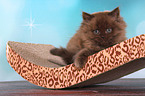 lying Highlander kitten
