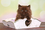 sitting Highlander kitten