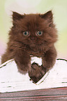 Highlander kitten