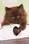 Highlander kitten
