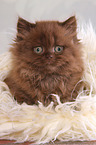 sitting Highlander kitten