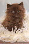 sitting Highlander kitten