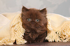 lying Highlander kitten