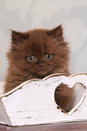 sitting Highlander kitten