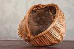 sitting Highlander kitten