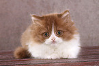 lying Highlander kitten