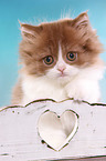 sitting Highlander kitten