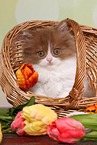 sitting Highlander kitten