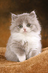 Highlander Kitten