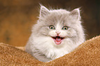 Highlander Kitten