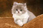 Highlander Kitten