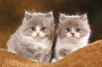 Highlander Kitten