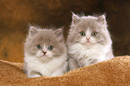 Highlander Kitten