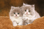 Highlander Kitten