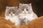 Highlander Kitten