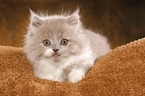 Highlander Kitten