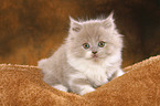 Highlander Kitten
