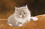 Highlander Kitten