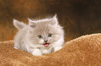 Highlander Kitten