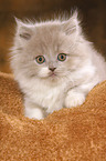 Highlander Kitten
