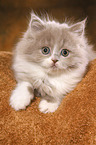 Highlander Kitten