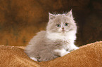 Highlander Kitten