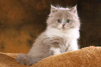 Highlander Kitten