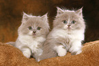 Highlander Kitten