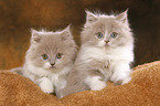 Highlander Kitten