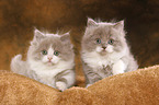 Highlander Kitten