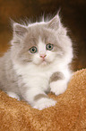 Highlander Kitten