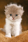 Highlander Kitten