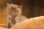 Highlander Kitten