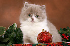 Highlander Kitten