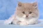 Highlander Kitten