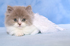 Highlander Kitten