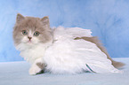 Highlander Kitten
