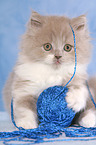 Highlander Kitten