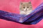 Highlander Kitten