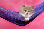 Highlander Kitten