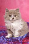 Highlander Kitten
